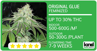Cannabis Seeds USA A Definitive Guide to Cultivation and Selection Cannabis Seeds USA A Definitive Guide to Cultivation and Selection
