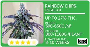Everything You Need to Know About Fat Bastard Autoflower