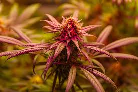 Everything You Need to Know About Fat Bastard Autoflower